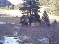 bay, heleem, and deer - blurry.jpg